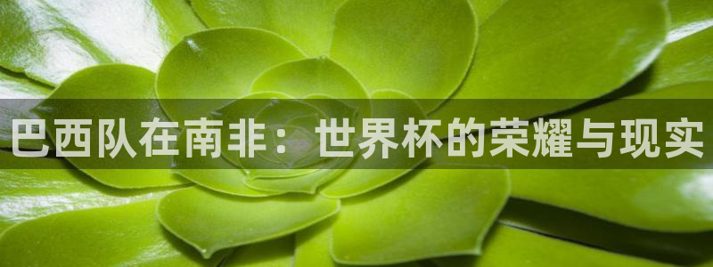 2026世界杯欧洲预选赛赛程表：巴西队在南非：世界杯的荣耀与现实
